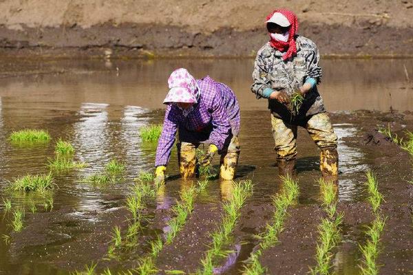 牡丹江35水稻品種特征及介紹,種子農(nóng)資店或種子店有賣