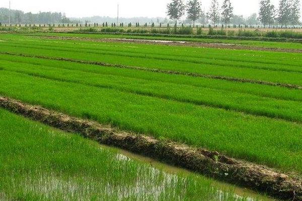 牡丹江35水稻品種介紹