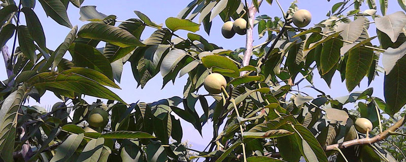 文玩核苗多錢一棵?適合哪里種?