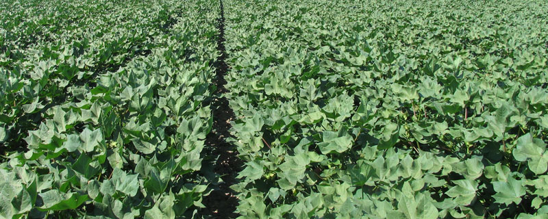 海藻精的作用和功效，對作物土壤及肥料有較好效果