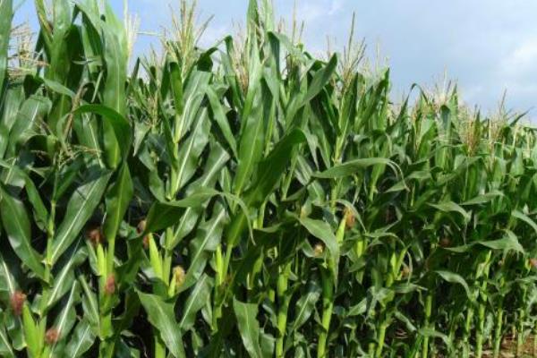 農(nóng)業(yè)種植什么