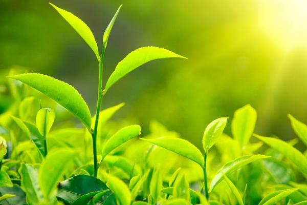 農(nóng)業(yè)種植什么