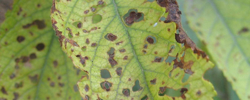 苯甲丙環唑的作用功效及注意事項