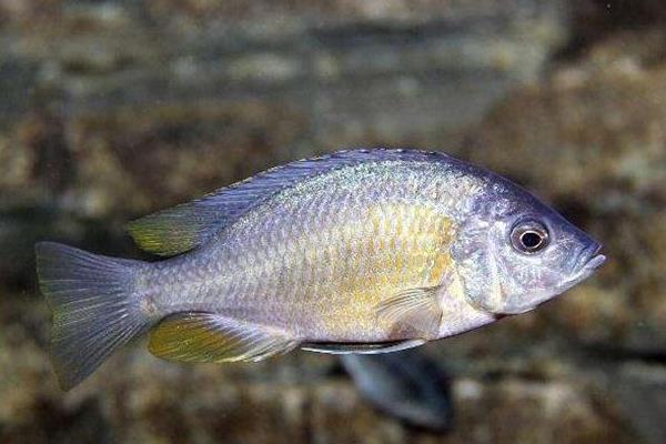 養(yǎng)鰣魚掙錢嗎？對養(yǎng)殖技術(shù)要求高，利潤高風險也高