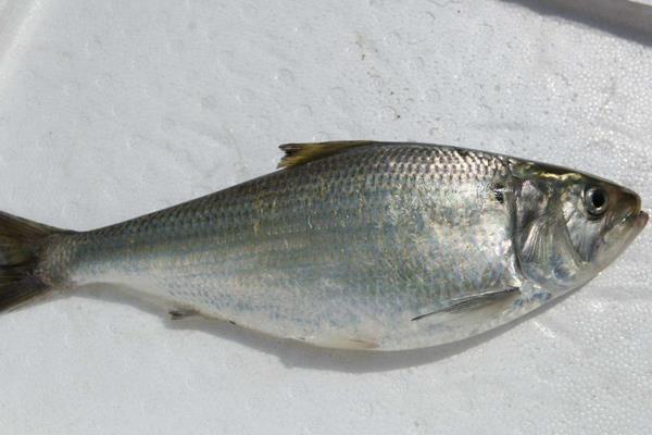 養(yǎng)鰣魚掙錢嗎？對養(yǎng)殖技術(shù)要求高，利潤高風險也高