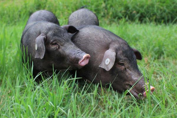 土豬怎么打開銷路？提高自身競爭力，與用戶或收購商簽合同