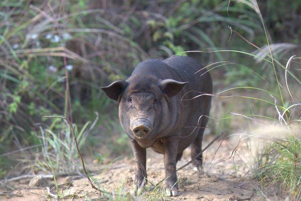土豬怎么打開銷路？提高自身競爭力，與用戶或收購商簽合同