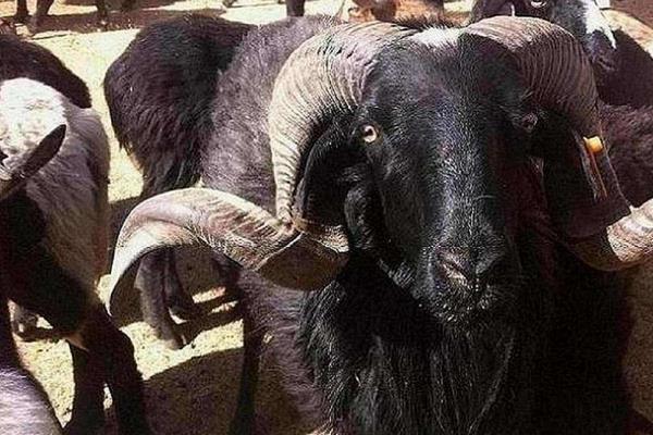 養(yǎng)烏骨羊掙錢嗎？市場售價(jià)較貴，打開銷路是成功的關(guān)鍵