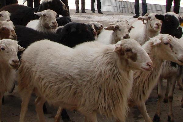 養烏骨羊掙錢嗎?市場售價較貴,打開銷路是成功的關鍵