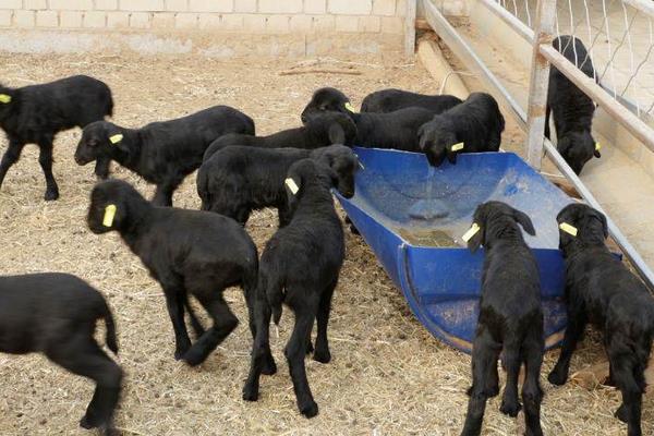 養烏骨羊掙錢嗎?市場售價較貴,打開銷路是成功的關鍵