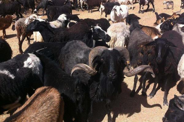 養烏骨羊掙錢嗎?市場售價較貴,打開銷路是成功的關鍵