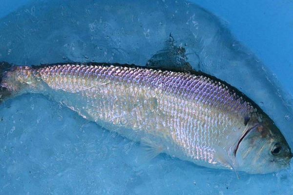 養(yǎng)鰣魚掙錢嗎？對養(yǎng)殖技術(shù)要求高，利潤高風險也高