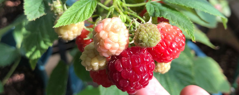 樹莓什么時候種植?春秋都可種植,采摘也分兩季