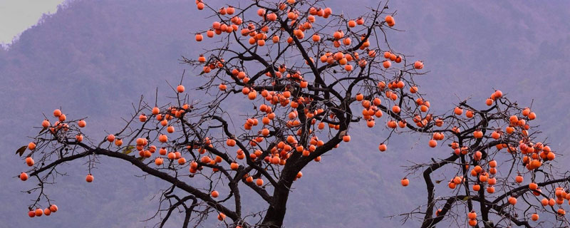 種柿子樹寓意，象征吉祥喜慶，財運滿滿日子紅紅火火