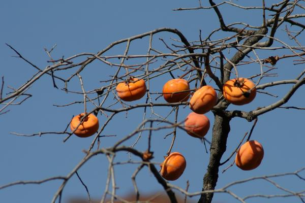 種柿子樹寓意，象征吉祥喜慶，財運滿滿日子紅紅火火