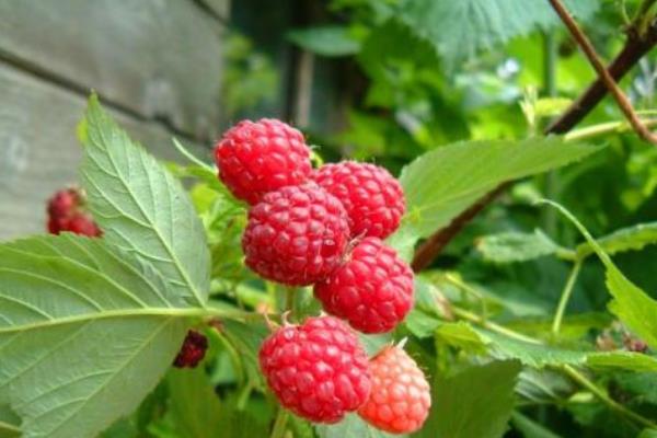 南方可以種樹莓嗎