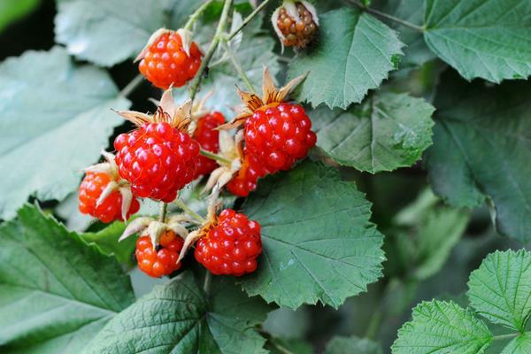 南方可以種樹莓嗎