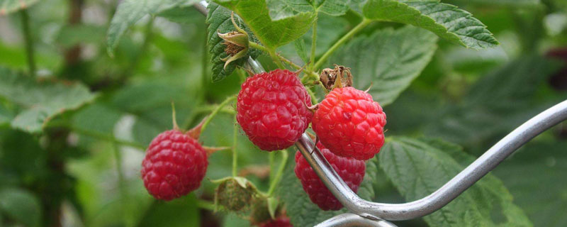 冬天能種樹莓嗎?一般在每年春夏季種植