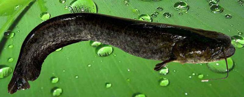 鯰魚好不好養，做好養殖管理是關鍵