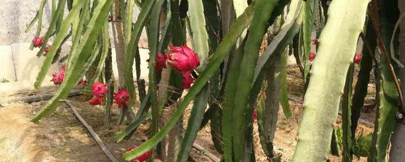 種火龍果用什么土壤?宜用中性土壤和弱酸性土壤