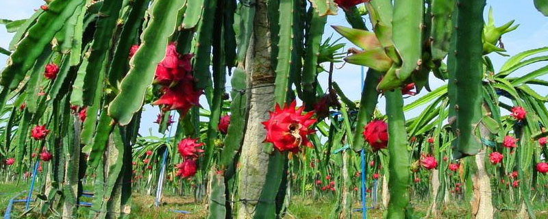 種火龍果為什么不結果?實生苗難結果,嫁接結果快