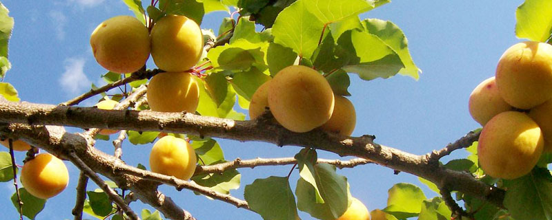 杏樹什么時候移栽？春秋都可移植，但秋天最佳