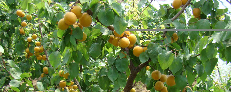 杏樹盆栽方法，勤修剪提高萌芽率促成花的開放