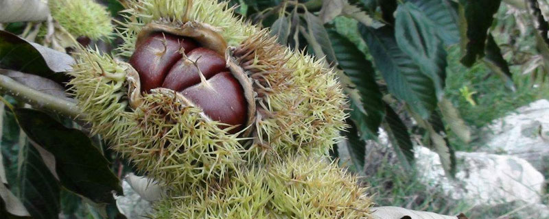 板栗種子是什么?種子外有一層硬刺,里面是我們常吃的板栗