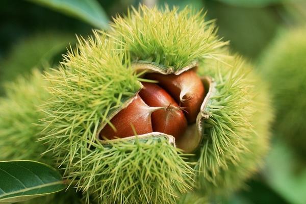 板栗種子是什么