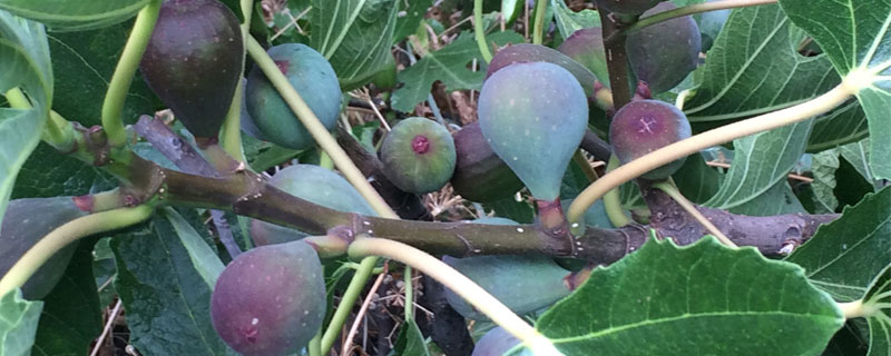 什么土種無花果？對(duì)土壤要求不高，沙土壤土均可種植