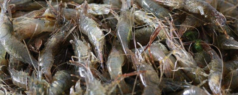 河蝦吃什么？食性雜，可投喂的餌料很多