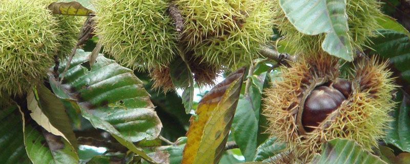 板栗種類有哪些？16種常見板栗品種介紹