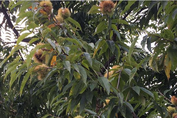 板栗種類有哪些？16種常見板栗品種介紹