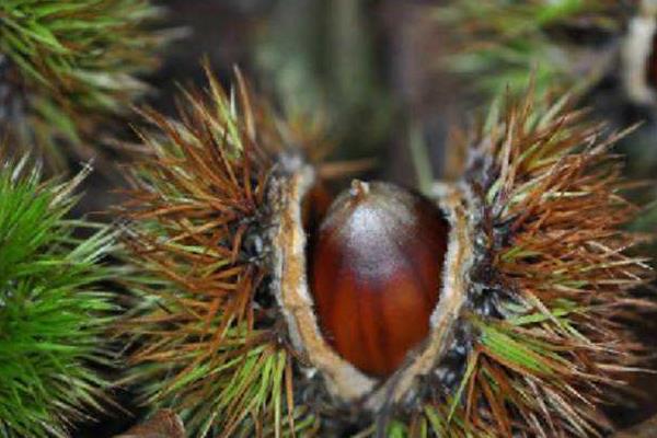 板栗種類有哪些？16種常見板栗品種介紹