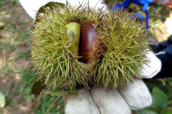 板栗種類有哪些？16種常見板栗品種介紹