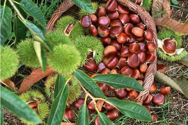 板栗種類有哪些？16種常見板栗品種介紹