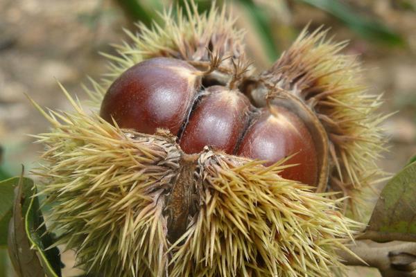 板栗種類有哪些？16種常見板栗品種介紹