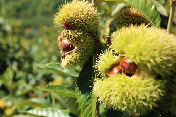 板栗種類有哪些？16種常見板栗品種介紹