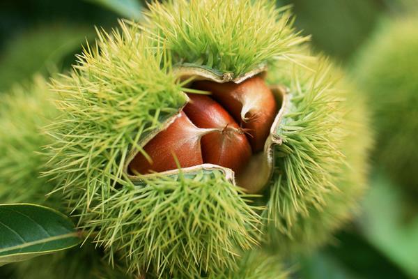 板栗種類有哪些？16種常見板栗品種介紹