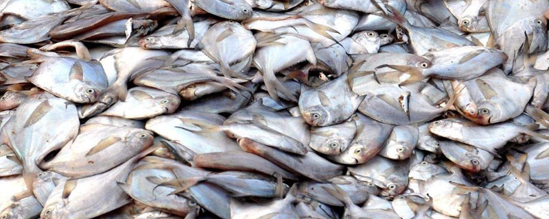 白鯧魚可以養殖嗎