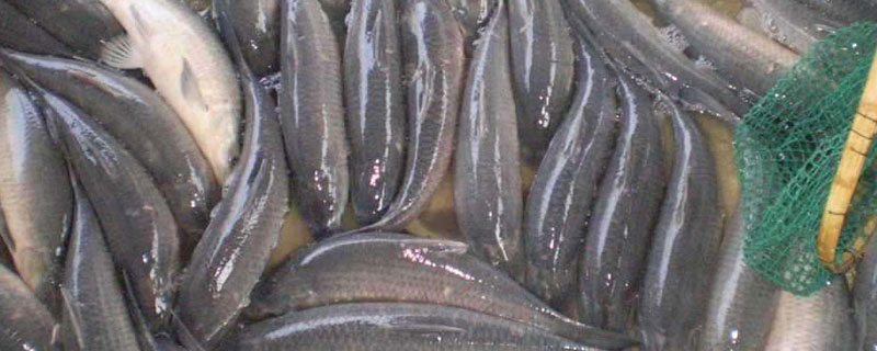 冬天青魚怎么養