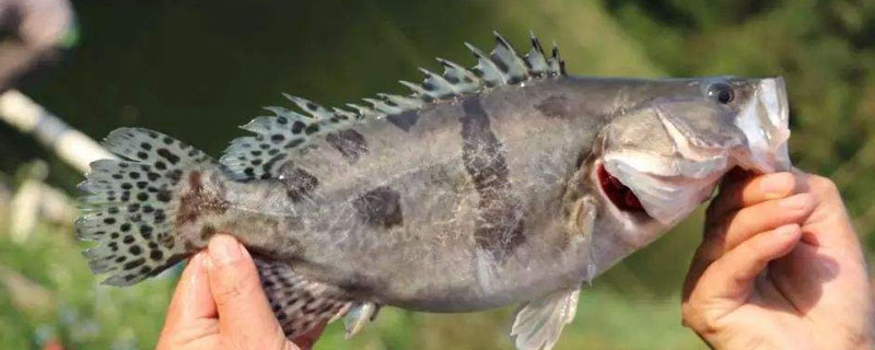 鱖魚是淡水魚還是海魚