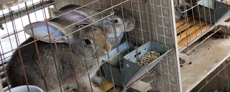 養(yǎng)殖野兔要多少資金？投入不大利潤可觀