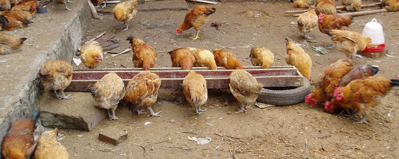 養豬和養雞哪個利潤高？主要取決于規模技術及行情銷路