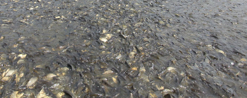 鯉魚養殖密度，宜適當混養其它魚類