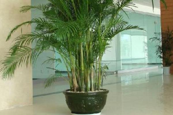 夏威夷竹子的養(yǎng)殖方法和注意事項(xiàng)