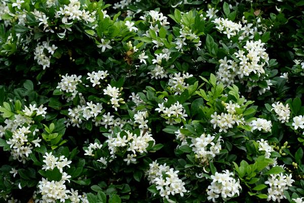 九里香的養殖方法之六個要點