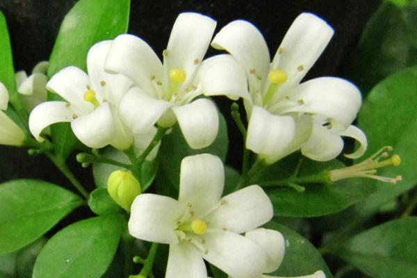 九里香的養殖方法之六個要點