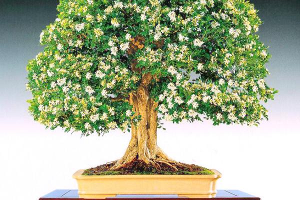 九里香的養殖方法之六個要點