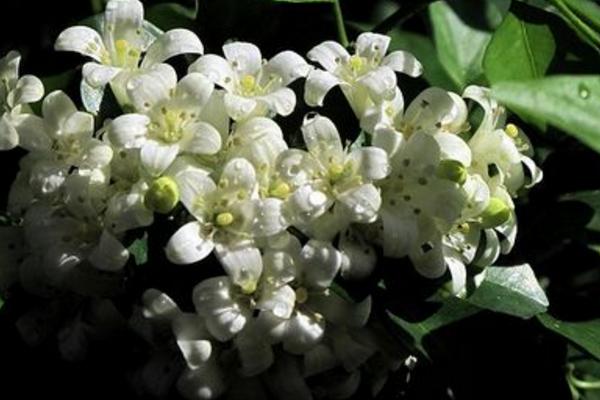 九里香的養殖方法之六個要點